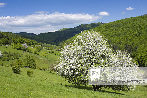 Frühlingslandschaft in Sidonie  Bile Karpaty  Naturschutzgebiet Weiße Karpaten  Zlin-Distrikt  Mähren  Tschechische Republik  Europa
