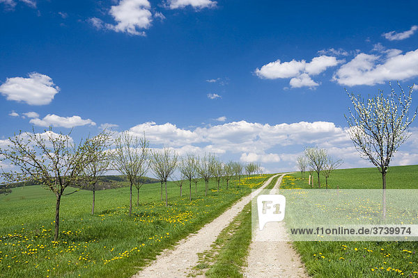 Frühlingslandschaft mit Schotterstraße und blühenden Bäumen bei Stitna nad Vlari  Bile Karpaty  Weiße Karpaten  Naturschutzgebiet  Mähren  Tschechische Republik  Europa