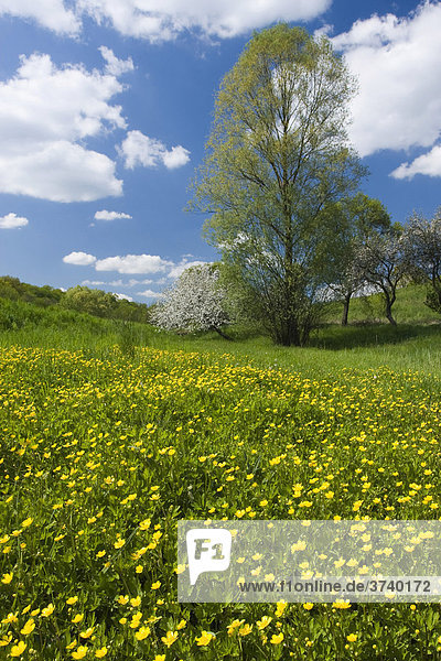Frühlingslandschaft mit blühenden Bäumen bei Kanovice  Zlin Provinz  Tschechien  Europa