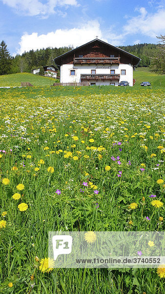 Grüne Wiese mit gelbem Löwenzahn vor Bauernhaus  Ellbögen  Tirol  Österreich  Europa