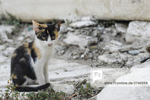Junges Kätzchen sitzt vor weißen Steinen  Griechenland  Europa