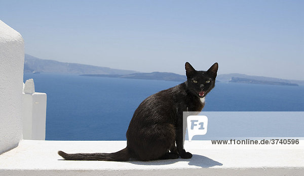 Katze mit Blick aufs Meer  Oia  Santorin  Santorini  Kykladen  Griechenland  Europa