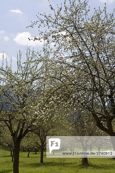 Cherry blossom (cerasus)  Andorra  Europe