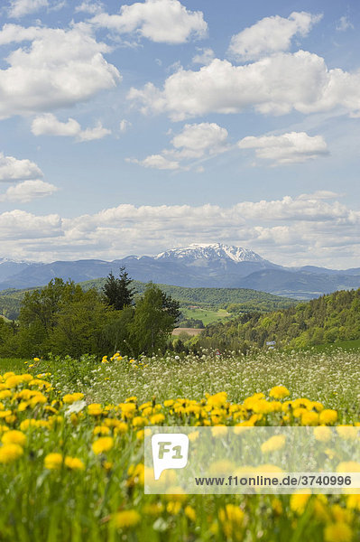 Blick zum Schneeberg mit Löwenzahn im Vordergrund  Bucklige Welt  Niederösterreich  Österreich  Europa