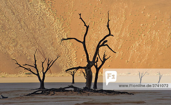 Tote Kameldornakazien (Acacia erioloba) im Deadvlei in der Namib  Namibia  Afrika