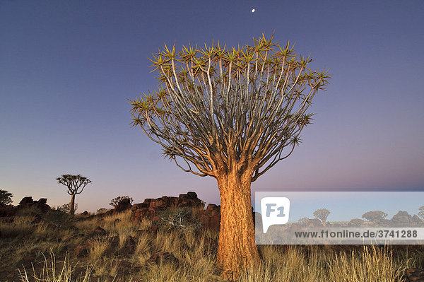 Köcherbaum (Aloe dichotoma) nach Sonnenuntergang im Köcherbaumwald beim Garas Camp bei Keetmanshoop  Namibia  Afrika