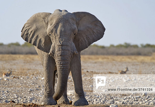 Elefant (Loxodonta africana) beim Wasserloch Gembokvlakte  Etosha Nationalpark  Namibia  Afrika