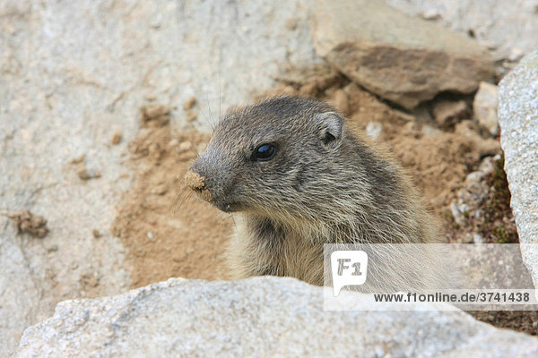 Alpen-Murmeltier (Marmota marmota)
