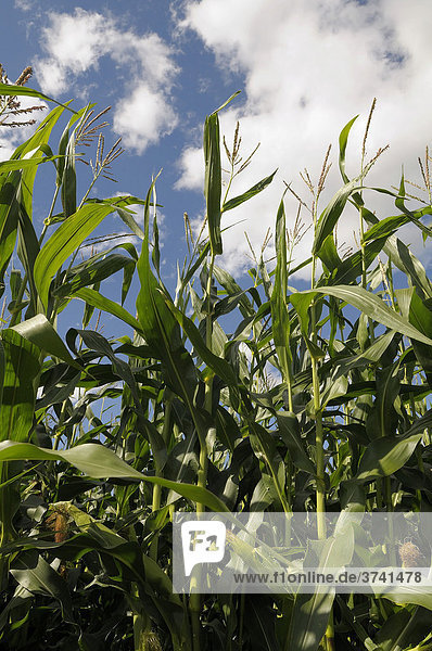 Mais (Zea mays) Maisfeld vor blauem Himmel Oberbayern Deutschland Europa