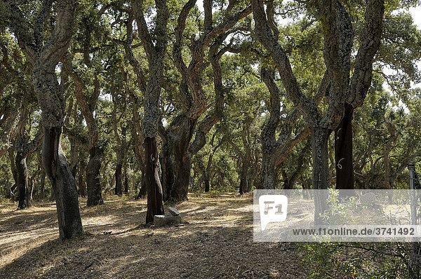 Geschälte Korkeichen  Korkeichenwald (Quercus suber)  Sardinien  Italien  Europa