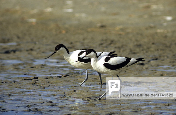 Säbelschnäbler (Recurvirostra avosetta)  Pärchen bei der Nahrungssuche  Insel Texel  Holland  Europa