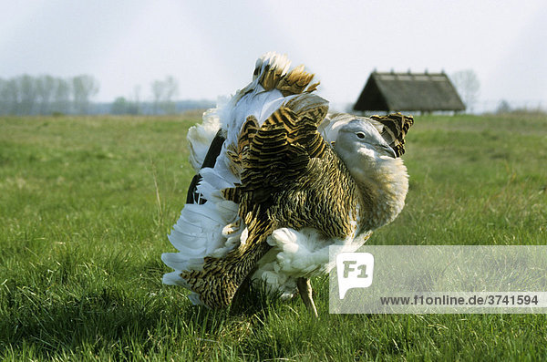 Großtrappe (Otis tarda)  balzender Hahn bei der Schutz und Aufzuchtstation Devavanya  Ungarn  Europa