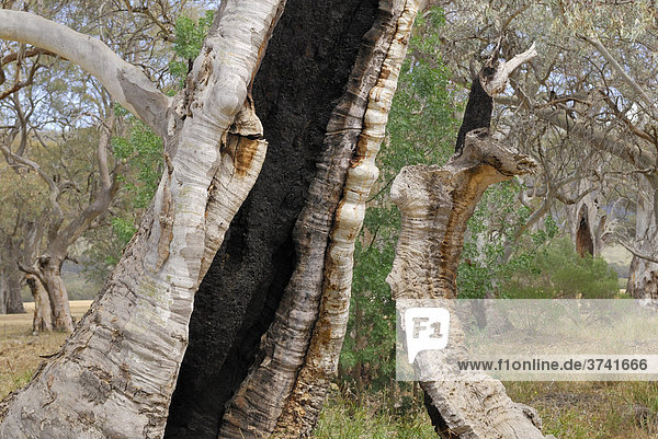 Detail eines Eukalyptus-Veteranen in einem Flusstal bei Melrose  South Australia  Australien