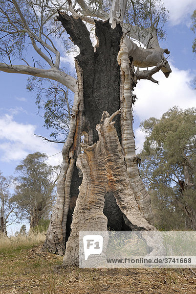 Trunk of an eucalyptus tree gutted by fire near Melrose  South Australia  Australia