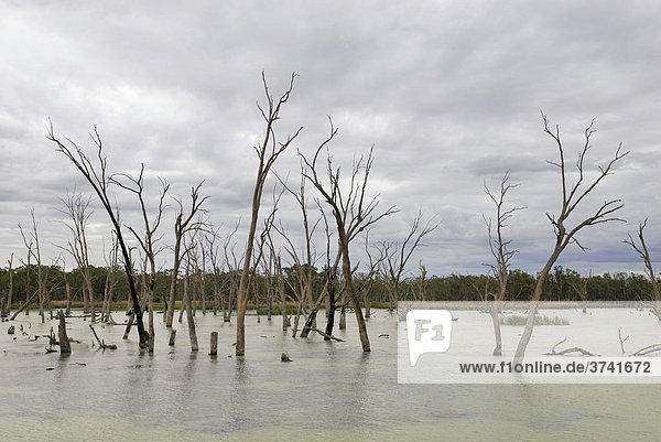 Dead trees standing in the waters of Murray River near Renmark  South Australia  Australia