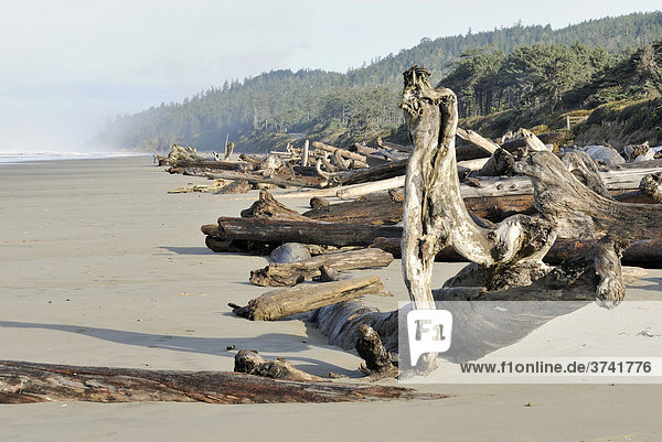 Driftwood  Driftlogs on the Pacific coast at ebb tide  Kalaloch  Olympic Peninsula  Washington  USA