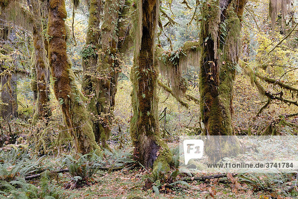 Regenwaldvegetation  bemooste Baumstämme und Farne  Hoh Rain Forest  Olympic Peninsula  Washington  USA