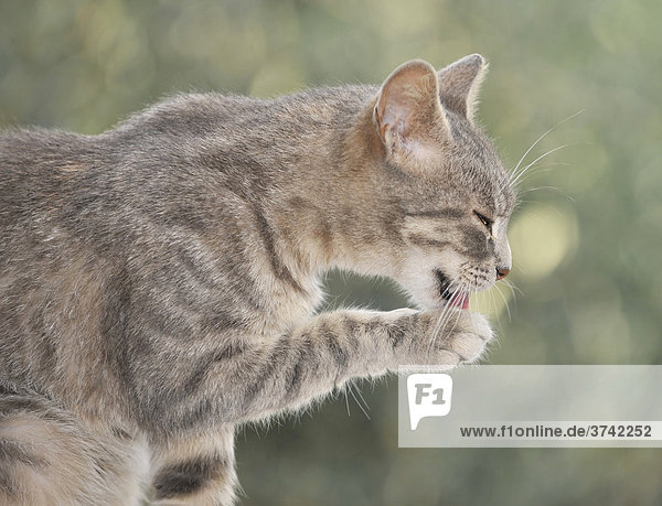 Young grey tabby cat cleaning its paw
