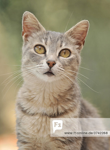 Junge graugetigerte Katze  Portrait