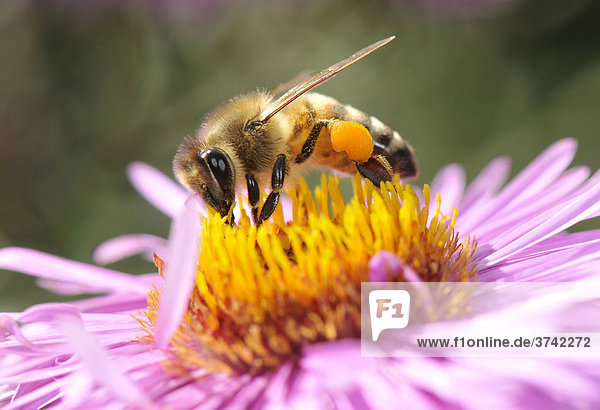 Honigbiene (Apis mellifera) mit Pollen an den Beinen sitzt auf Aster (Aster) und saugt Nektar