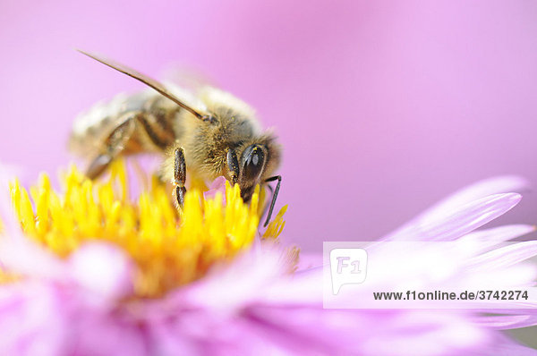 Honigbiene (Apis mellifera) sitzt auf Aster (Aster) und saugt Nektar
