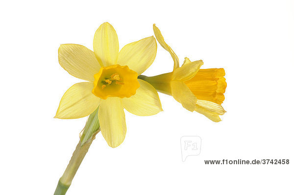 Wild Daffodils (Narcissus pseudonarcissus)