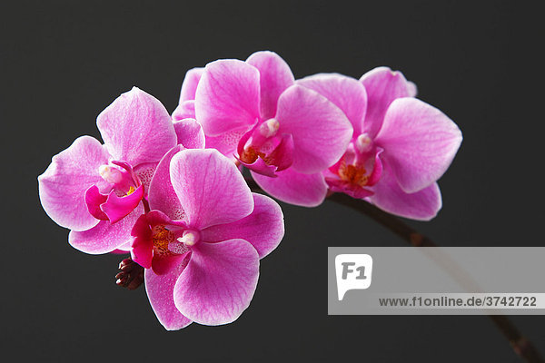 Orchidee (Phalaenopsis)  pinke Blüten