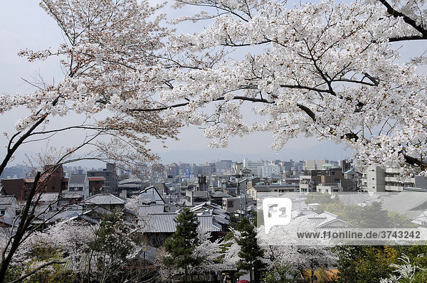 Blick durch Kischblüten auf die Stadt Kyoto  Japan  Asien