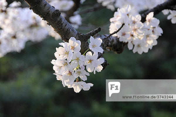 Japanische Kirschblüten werden von der Abendsonne beschienen  Kyoto  Japan  Asien