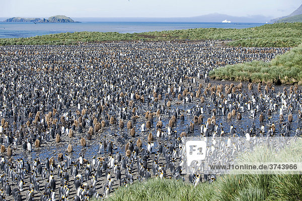 Colony of King Penguins (Aptenodytes patagonicus)  Salisbury Plain  South Georgia