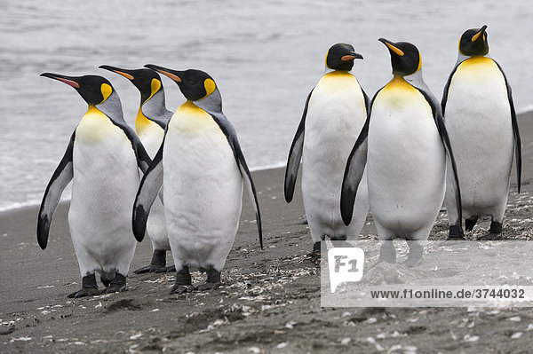 King Penguins (Aptenodytes patagonicus)  St. Andrews Bay  South Georgia