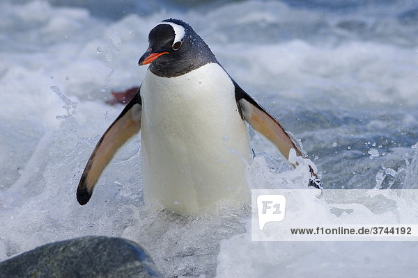 Gentoo Penguin (Pygoscelis papua)  Ronge Island  Antarctica