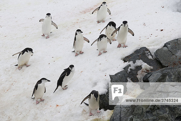 Chinstrap Penguins (Pygoscelis antarctica)  Half Moon Island  Antarctica