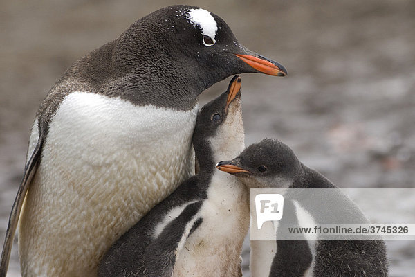 Gentoo Penguin (Pygoscelis papua) family  Aitcho Island  Antarctica