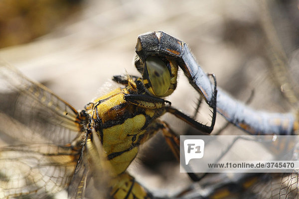 Plattbauch-Libelle (Libellula depressa) während Paarung  Detail Kopf Weibchen und Hinterleib Männchen  Bayern  Deutschland  Europa