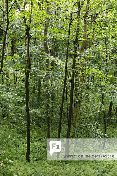Laubwald im Naturschutzgebiet Kesselrain  Biosphärenreservat Rhön  Hessen  Deutschland  Europa