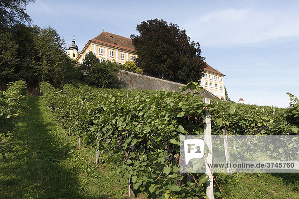Weinberg am Schloss in Stainz  Schilcher Weinstraße  Steiermark  Österreich  Europa