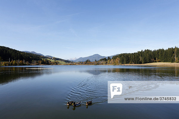 Furtner Teich im Naturpark Furtnerteich-Grebenzen bei Neumarkt  Steiermark  Österreich  Europa