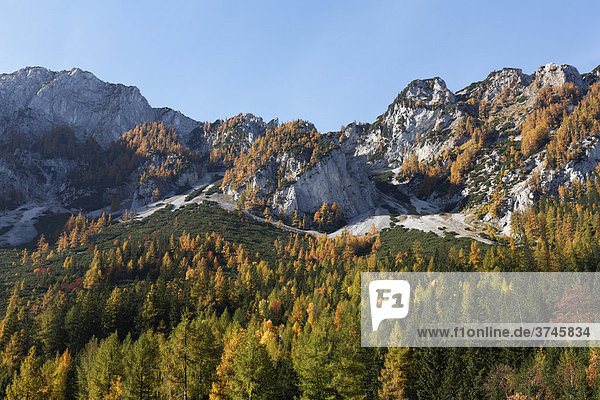 Herbstliche Lärchen am Trenchtling  Tragößtal  Steiermark  Österreich  Europa