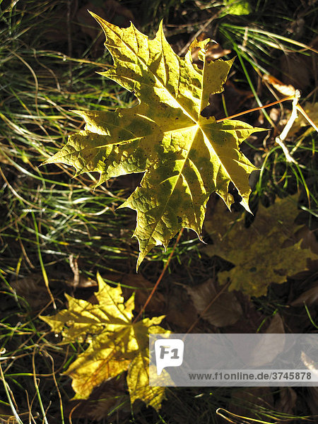 Herbstblatt von Spitz-Ahorn (Acer platanoides)  Bayern  Deutschland  Europa