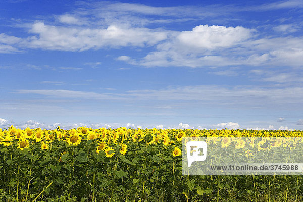 Field of sunflowers (Helianthus annuus)
