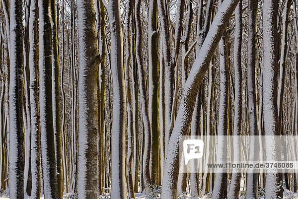 Schneebedeckte Baumstämme im winterlichen Laubwald  Schleswig-Holstein  Deutschland
