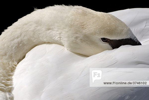 Detailaufnahme eines Höckerschwans (Cygnus olor)