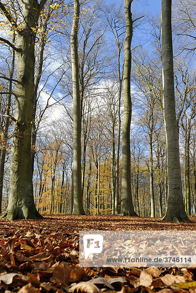 Buchenwald (Fagus sylvatica) im Herbst  bei Kiel  Schleswig-Holstein  Deutschland  Europa