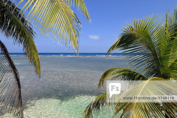 Blick durch Palmen auf das Flachwasser des Korallenriffs von South Water Caye  Karibisches Meer  Belize  Mittelamerika