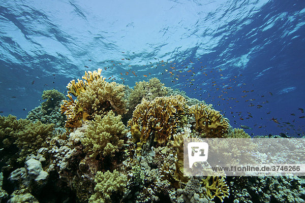 Korallenriff mit Feuerkorallen (Millepora tenella)  Rotes Meer  Ägypten  Afrika