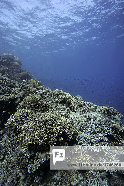 Korallenriff im Flachwasser  Zabargad  südliches Rotes Meer  Ägypten  Afrika