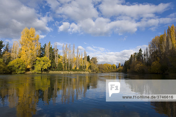 Herbstwald mit Wasserspiegelungen am Clutha River  Roxburgh  Otago  Südinsel  Neuseeland