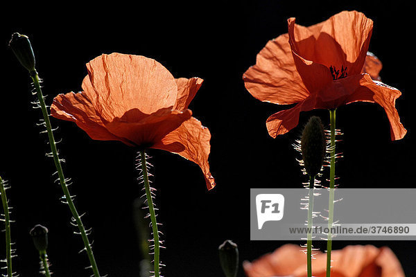 Red poppies (Papaver) in bloom  near Castelnuovo  Sicily  Southern Italy  Europe