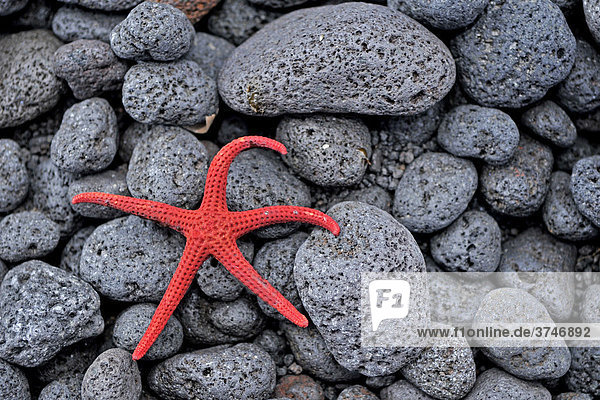 Seestern auf schwarzem Lavaegestein am Strand von Stromboli Stromboli Liparische Inseln Süditalien Italien Europa